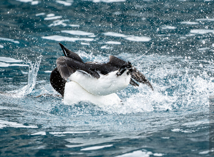 Dickschnabellumme (Brünnich's guillemot)