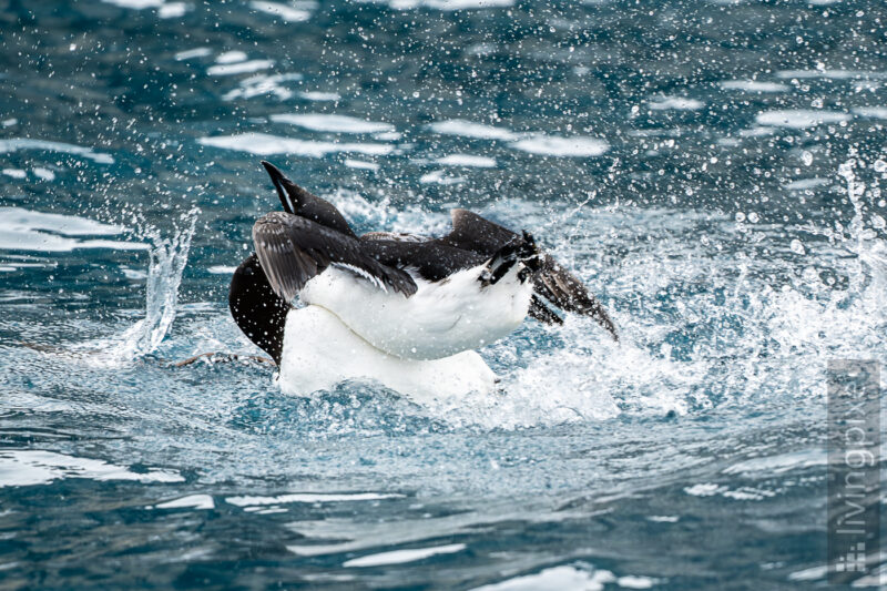 Dickschnabellumme (Brünnich's guillemot)