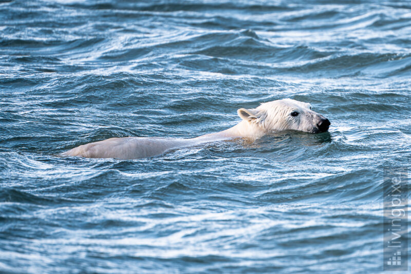Eisbär (Polar bear)