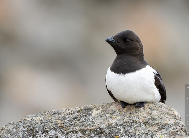 Krabbentaucher (Little auk)