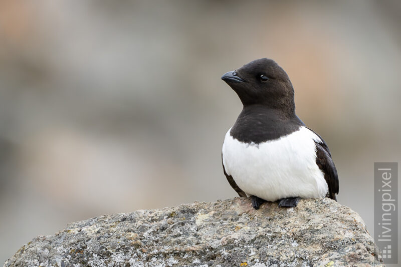 Krabbentaucher (Little auk)