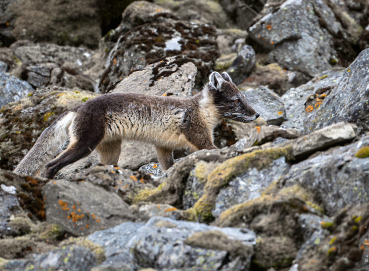 Polarfuchs (Arctic fox)