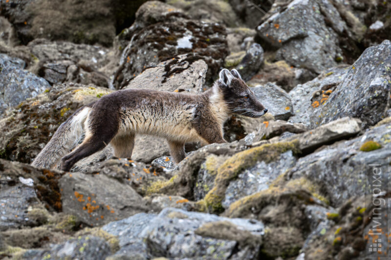 Polarfuchs (Arctic fox)