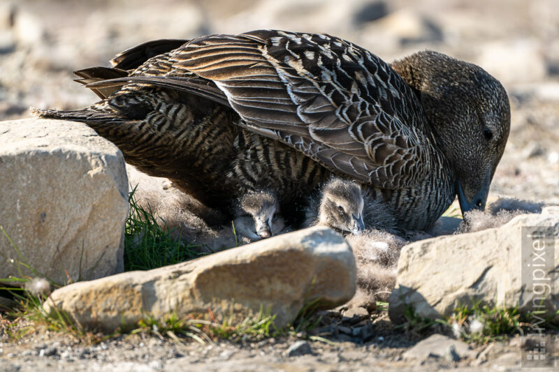 Eiderente (Eider duck)