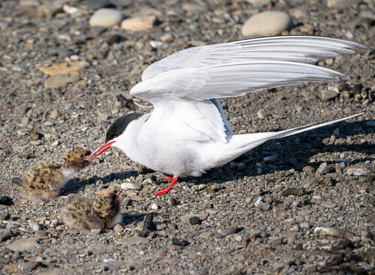 Küstenseeschwalbe (Arctic tern)