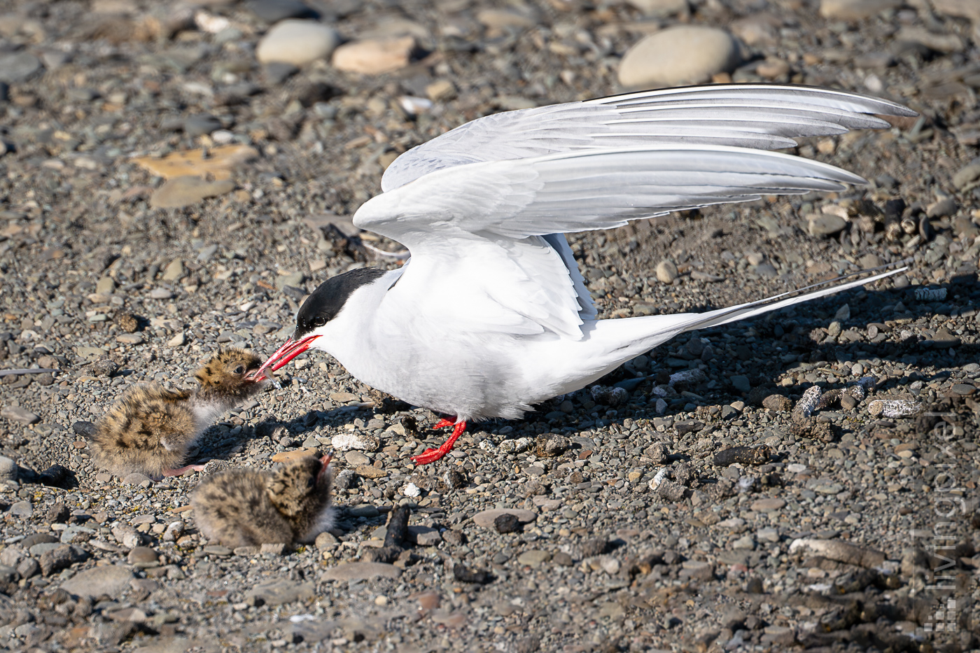 Küstenseeschwalbe (Arctic tern)