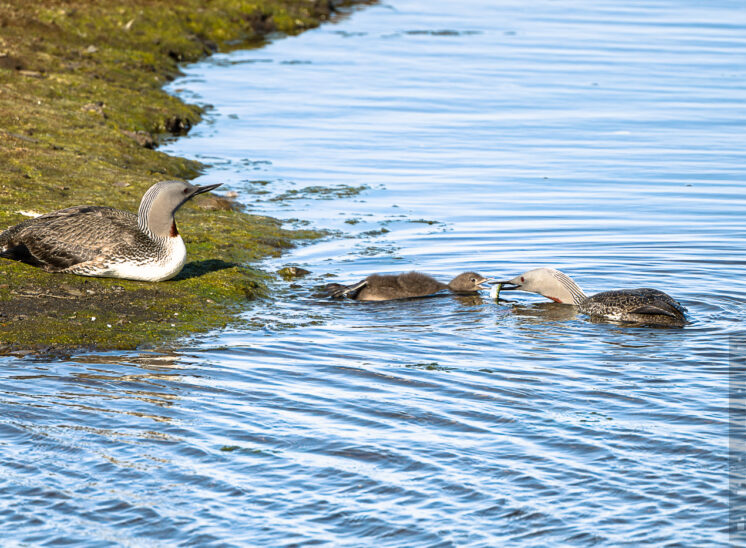 Sterntaucher (Red-throated diver)