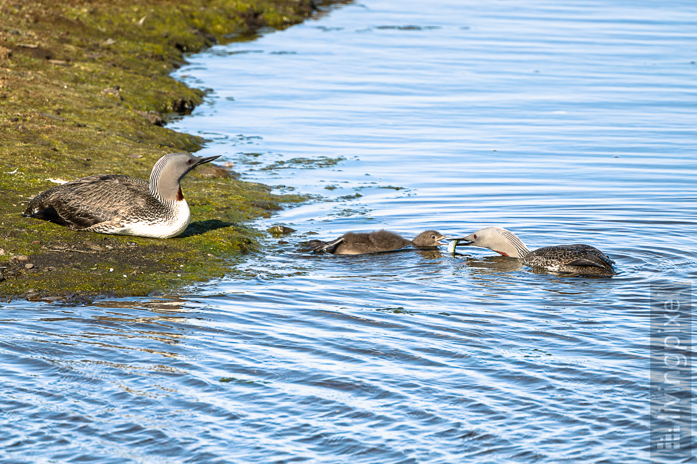 Sterntaucher (Red-throated diver)