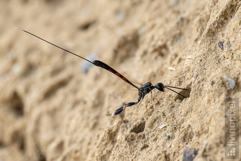 Schmalbauchwespe (Gasteruptiidae)