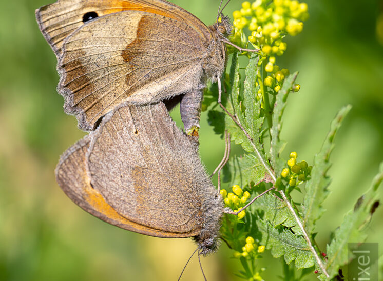Großes Ochsenauge (Meadow brown)