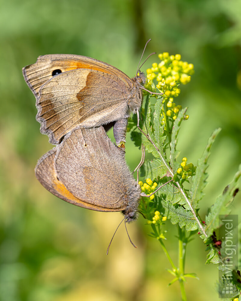 Großes Ochsenauge (Meadow brown)