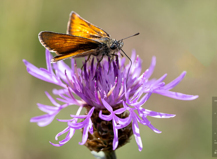 Braunkolbiger Braun-Dickkopffalter (Small skipper)