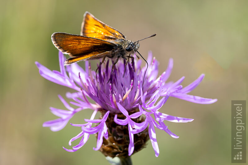 Braunkolbiger Braun-Dickkopffalter (Small skipper)