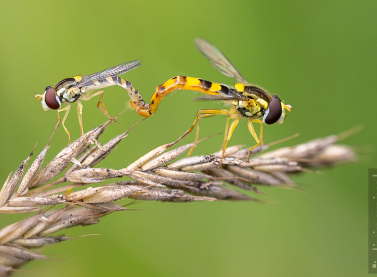 Gewöhnliche Langbauchschwebfliege (Sphaerophoria scripta)