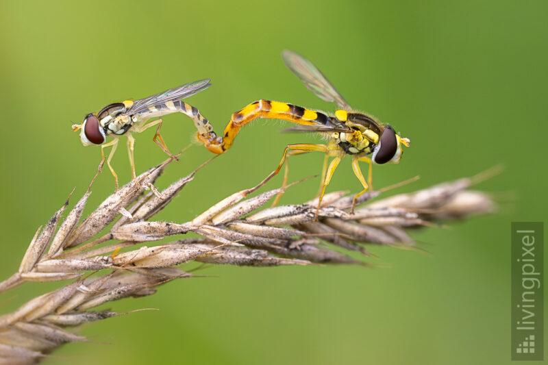 Gewöhnliche Langbauchschwebfliege (Sphaerophoria scripta)