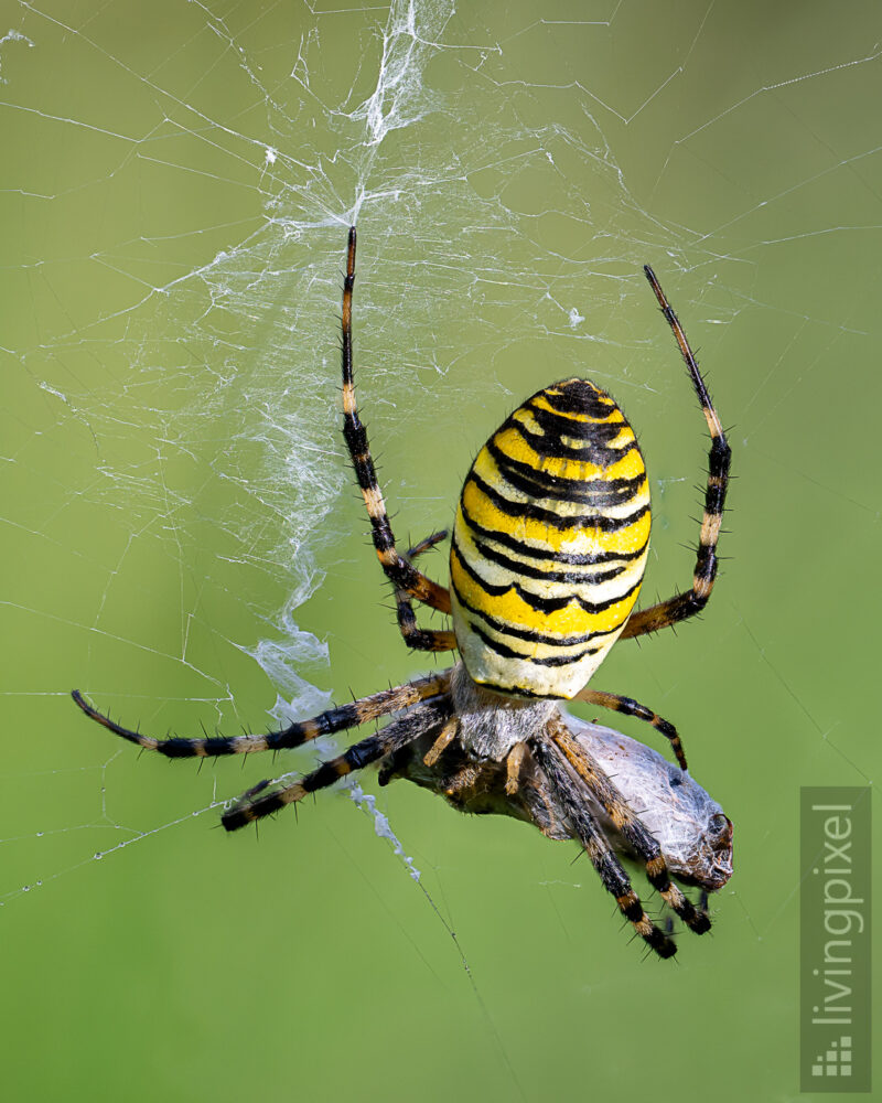 Wespenspinne (Argiope bruennichi)