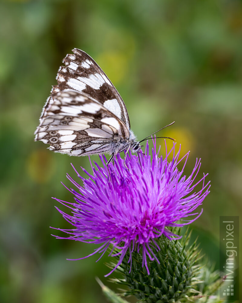 Schachbrett (Melanargia galathea)