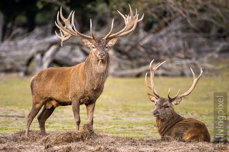 Rothirsch (Red deer)