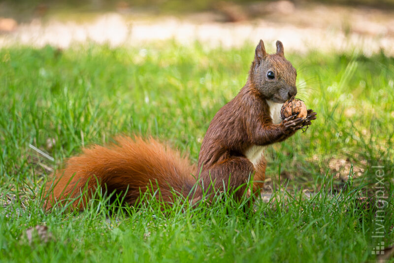 Eurasisches Eichhörnchen (Red squirrel)