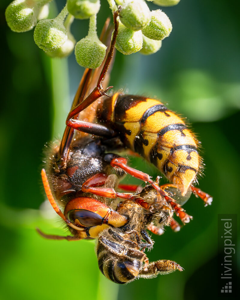 Hornisse (European hornet)