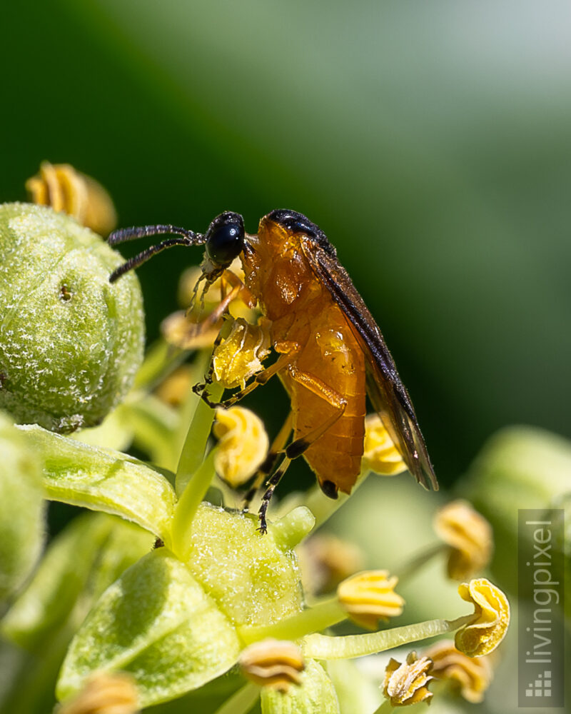 Rosenbürstenhornwespe (Arge ochropus