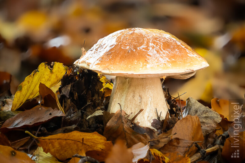 Steinpilz (Boletus edulis)