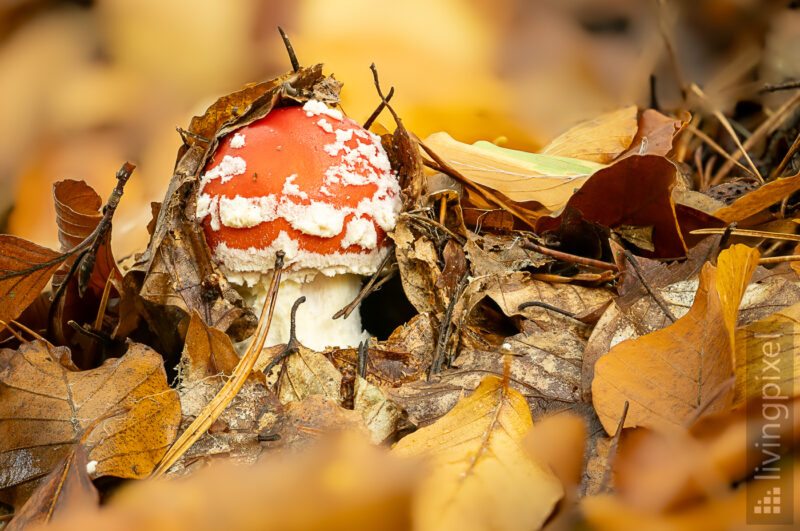 Fliegenpilz (Amanita muscaria)