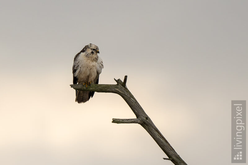 Raufußbussard Rough-legged buzzard)