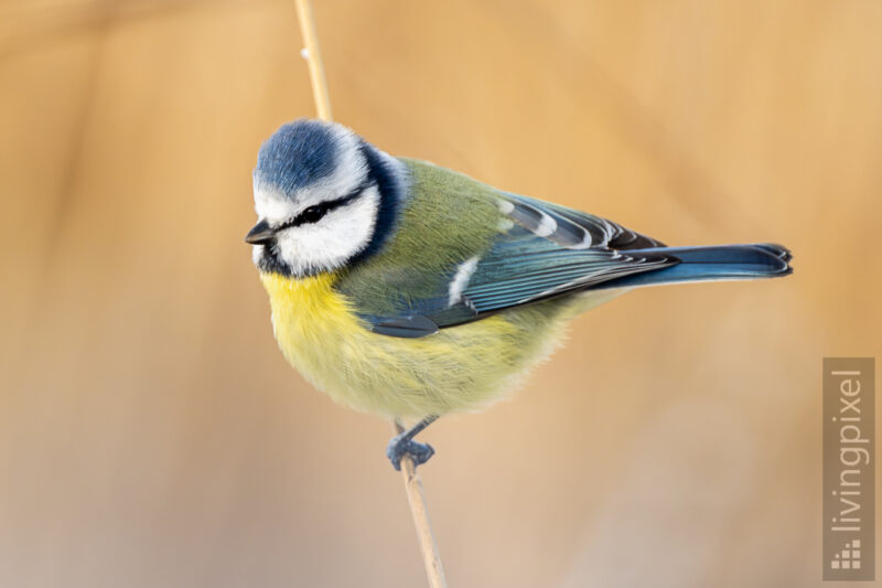 Blaumeise (Eurasian blue tit)