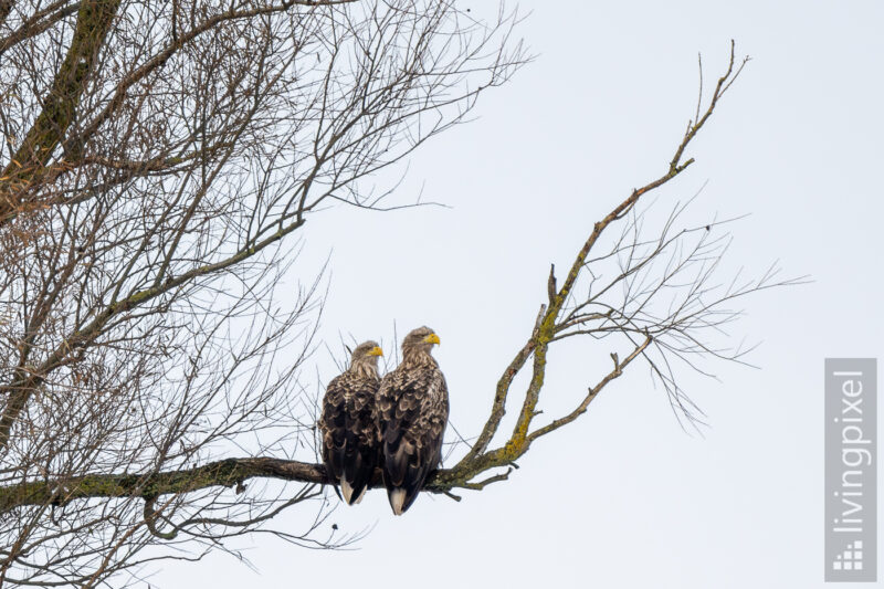 Seeadler (White-tailed eagle)