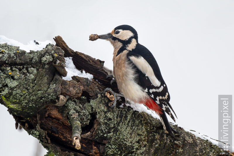 Buntspecht (Great spotted woodpecker)