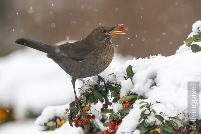 Amsel (Common blackbird)