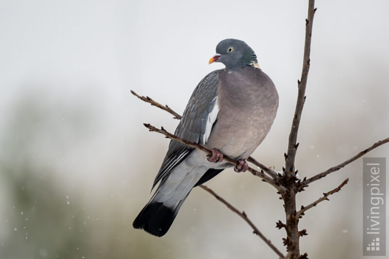 Ringeltaube (Common wood pigeon)