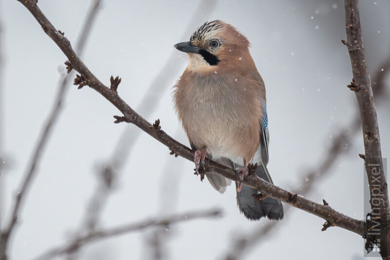 Eichelhäher (Eurasian jay)