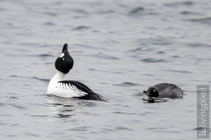 Schellente (Common goldeneye)