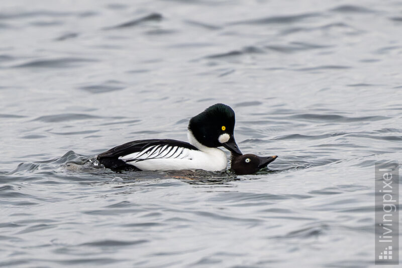 Schellente (Common goldeneye)