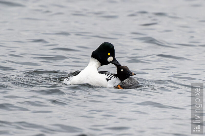 Schellente (Common goldeneye)