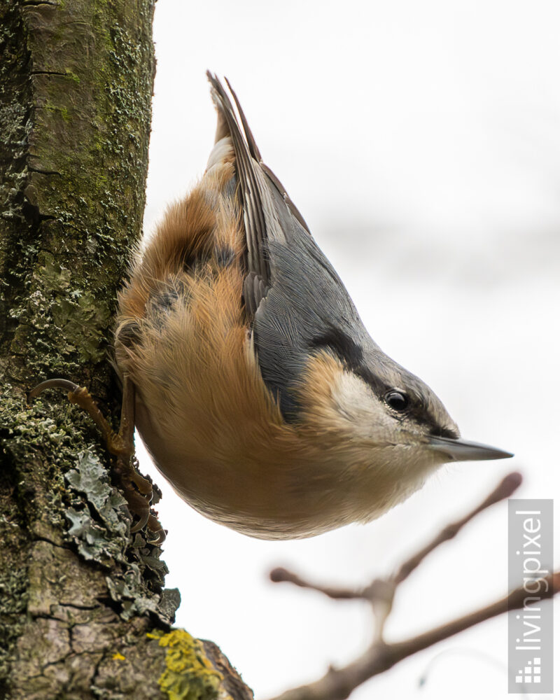 Kleiber (Eurasian nuthatch)