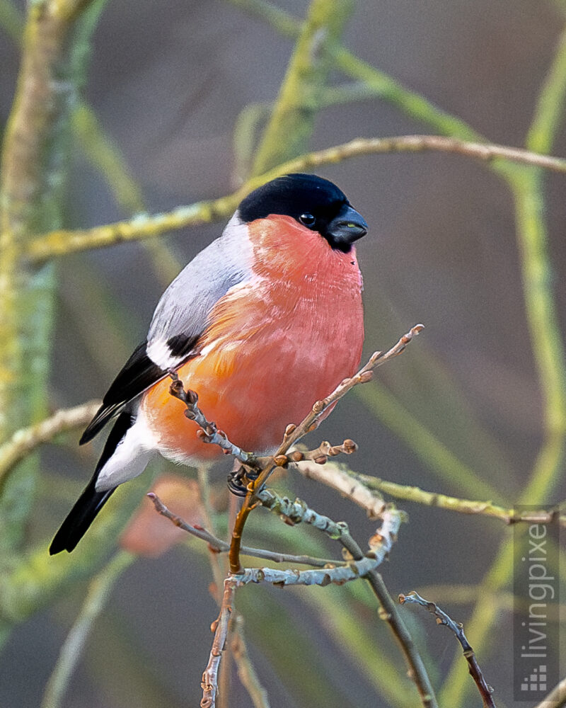 Gimpel  (Eurasian bullfinch)