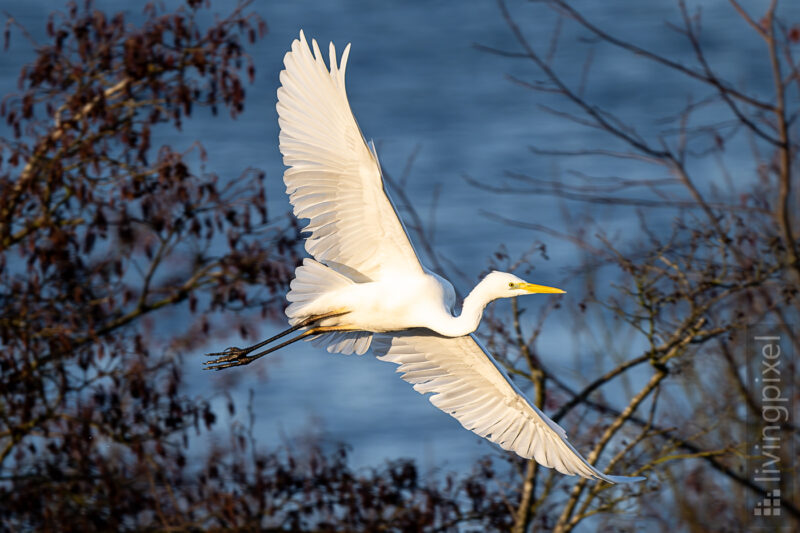 Silberreiher (Great egret)