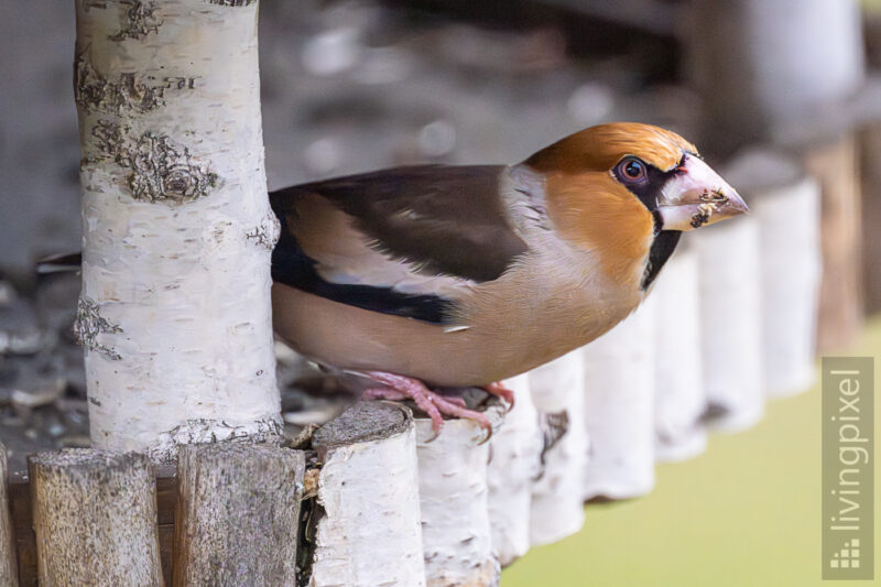 Kernbeißer (Hawfinch)