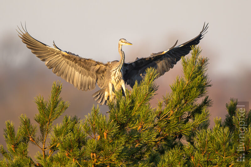 Graureiher (Grey heron)