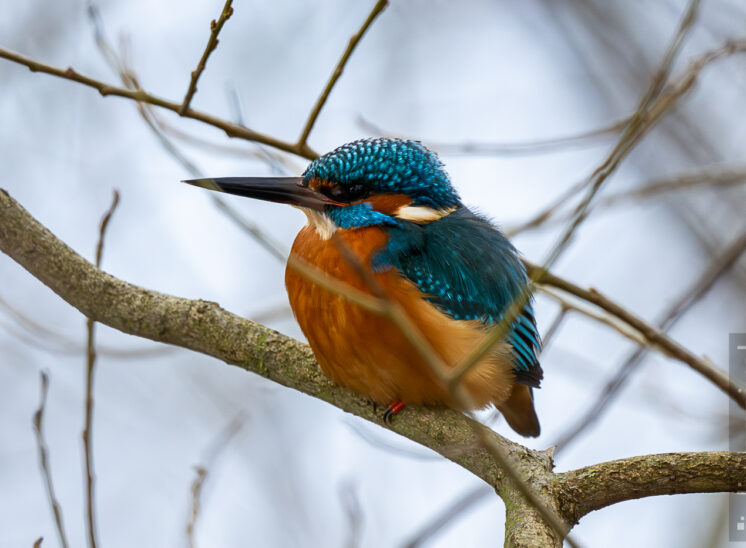 Eisvogel (Common kingfisher)