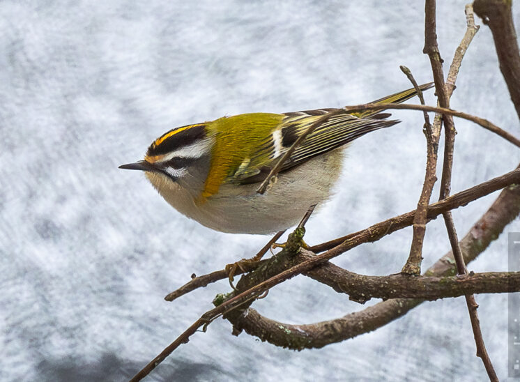 Sommergoldhähnchen (Common firecrest)