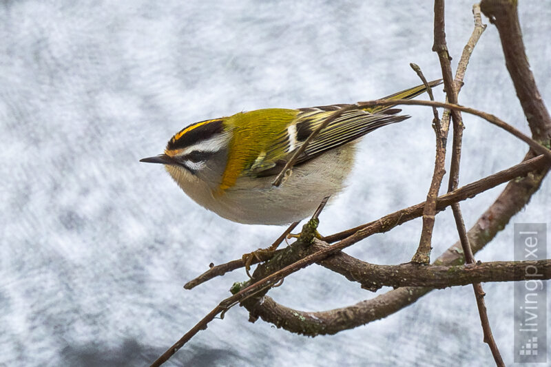 Sommergoldhähnchen (Common firecrest)