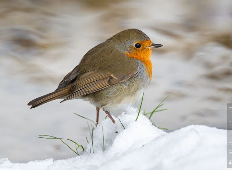 Rotkehlchen (European robin)