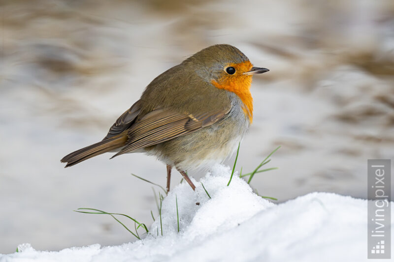 Rotkehlchen (European robin)