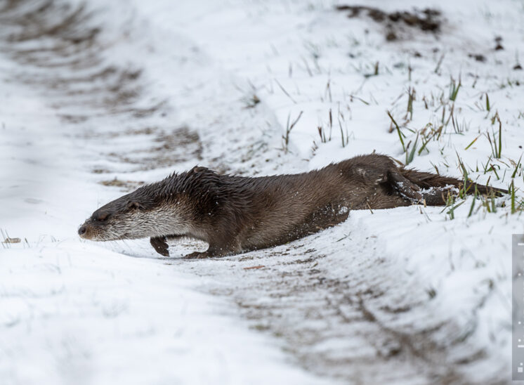 Fischotter (Eurasian otter)