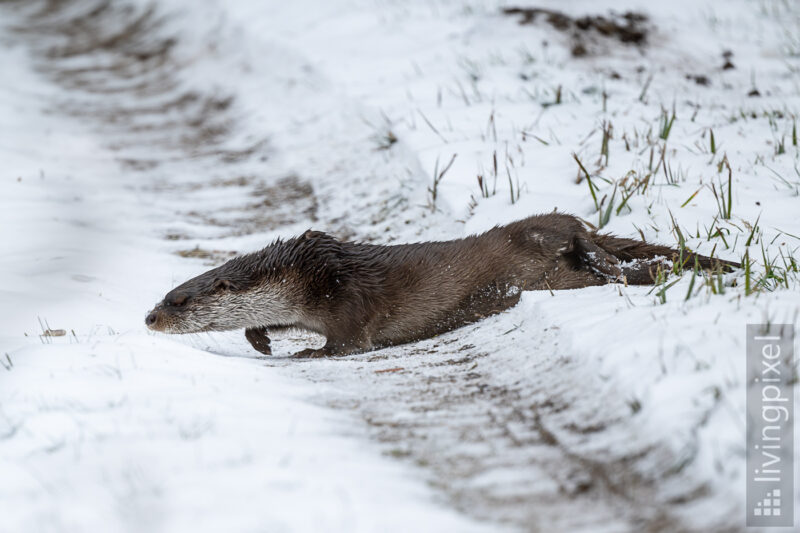 Fischotter (Eurasian otter)