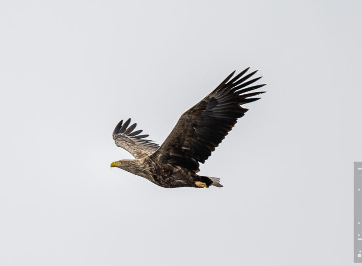 Seeadler (White-tailed eagle)